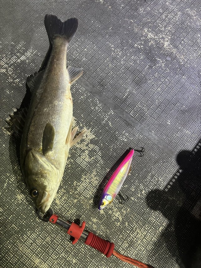 シーバス(スズキ)