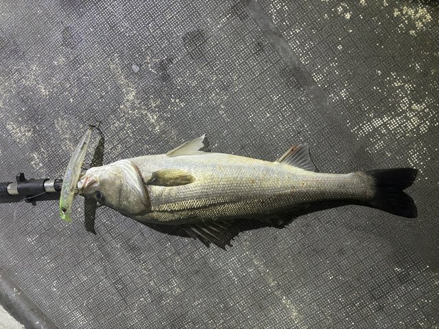 シーバス(スズキ)