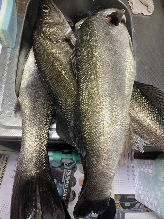 シーバス(スズキ)