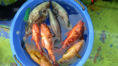 キジハタ・ウッカリカサゴ・ウマヅラハギ