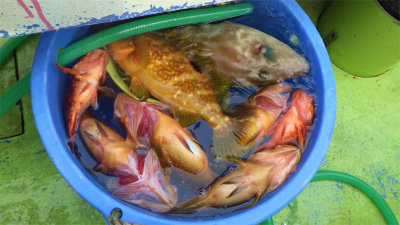 キジハタ・ウマヅラハギ