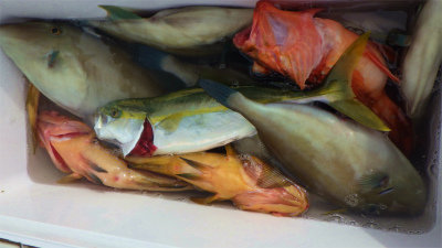 キジハタ・イナダ(ブリ)・ウッカリカサゴ・ウマヅラハギ