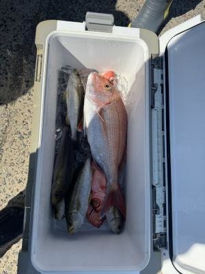 マダイ・イサキ