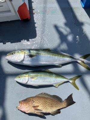 オオモンハタ・ハマチ(ブリ)・メジロ(ブリ)