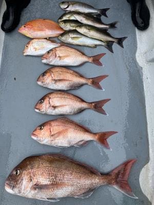 マダイ・レンコダイ(キダイ)・アカイサキ・イサキ