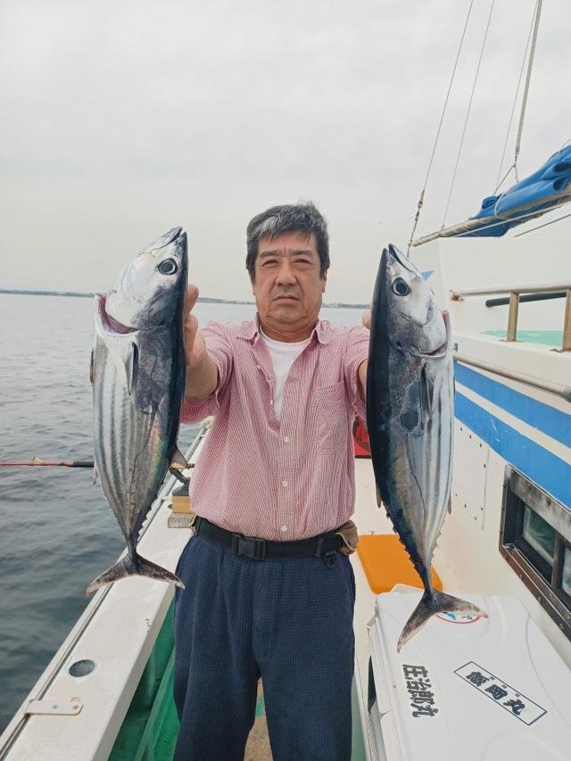 ホンガツオ(カツオ)