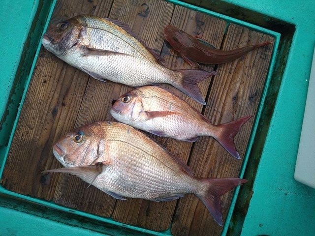 マダイ・ホウボウ