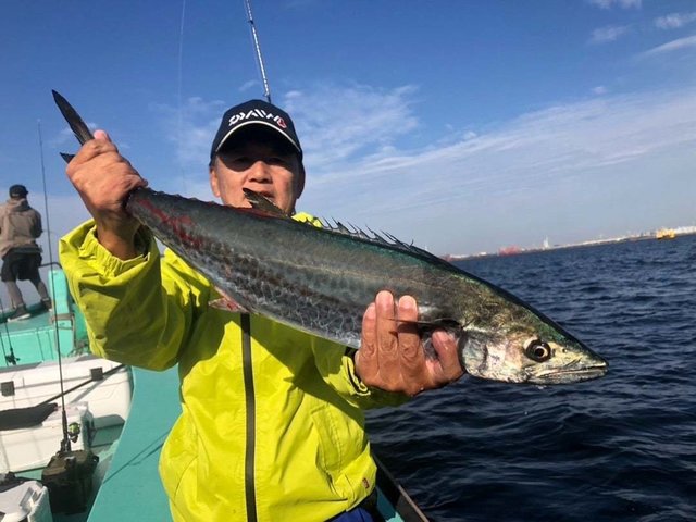 サゴシ(サワラ)