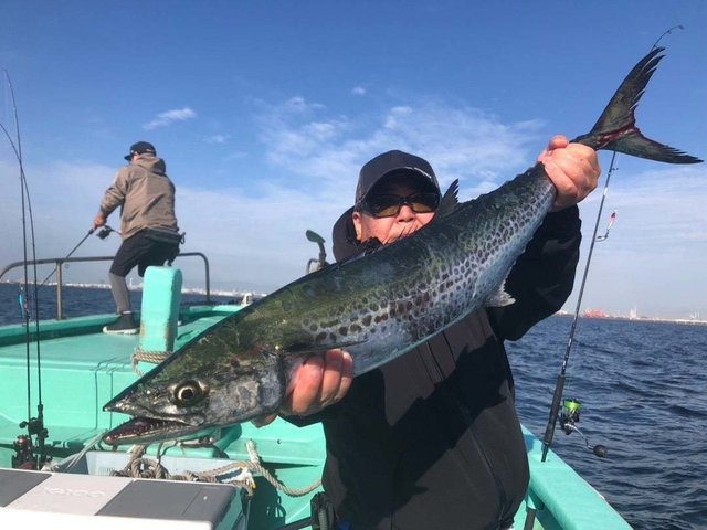 サゴシ(サワラ)