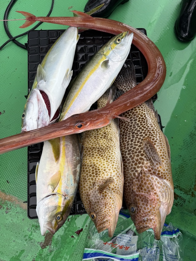 オオモンハタ・ハマチ(ブリ)・カンパチ