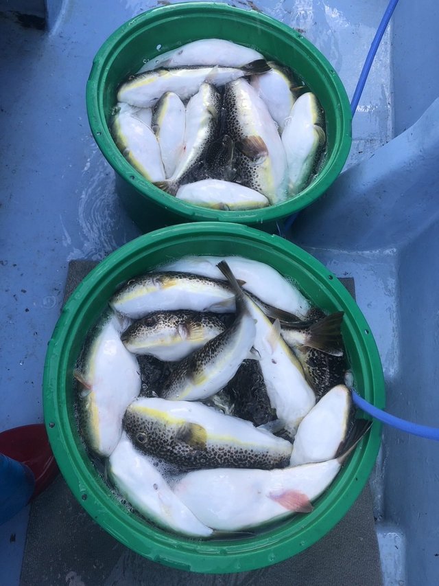 ショウサイフグ