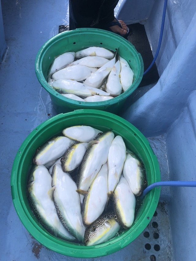 ショウサイフグ