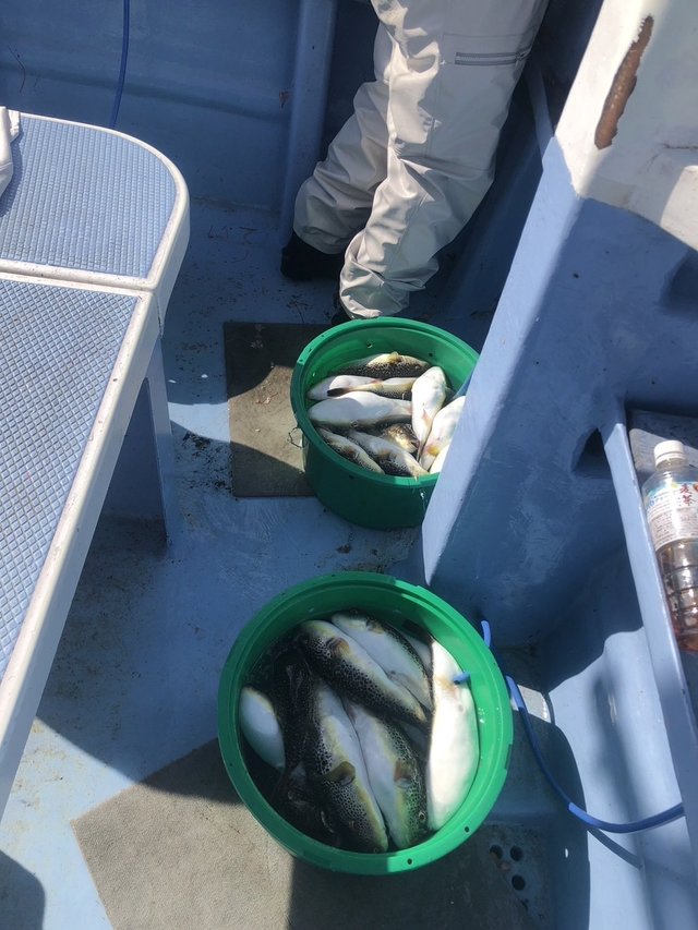 ショウサイフグ