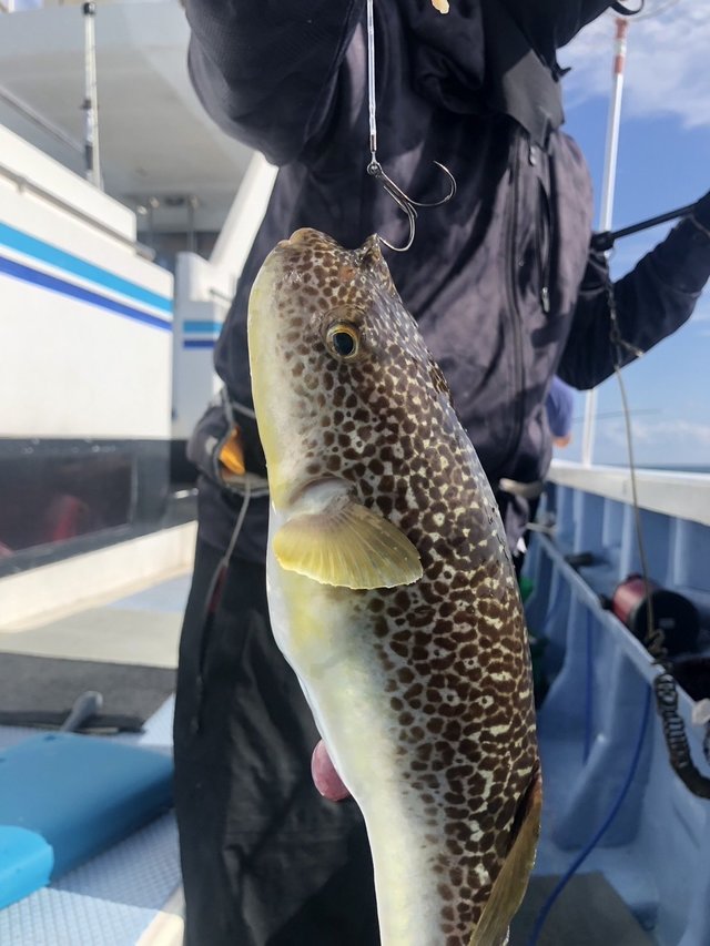 ショウサイフグ