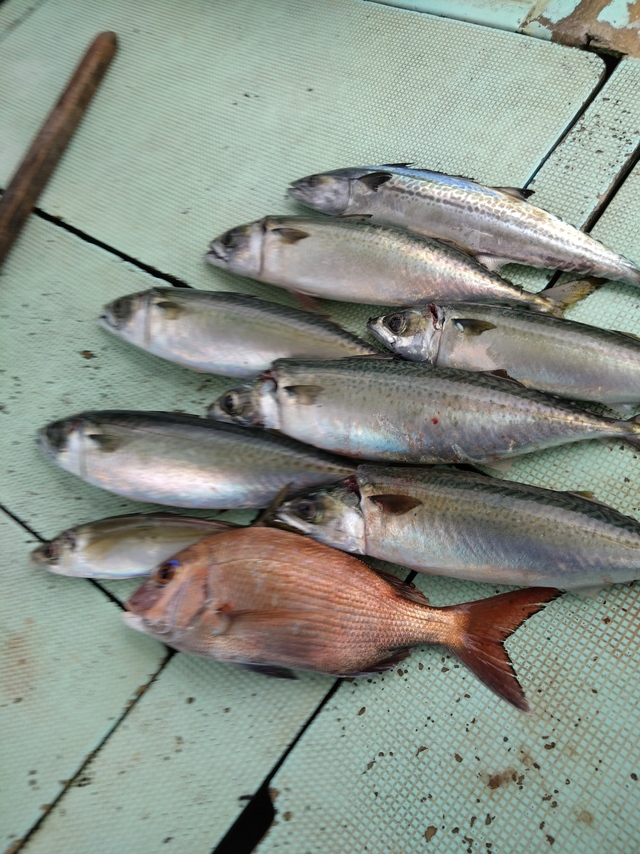 タイ(マダイ)・アジ(マアジ)・サバ(マサバ)・サゴシ(サワラ)