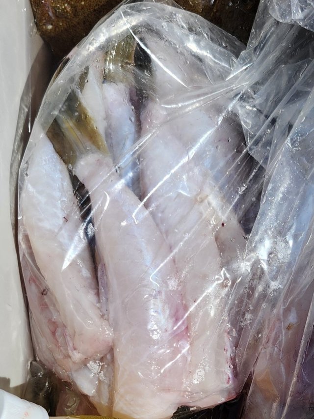 ショウサイフグ