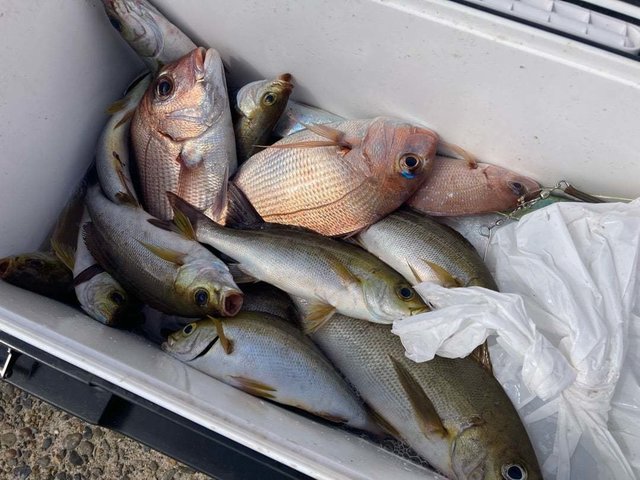 マダイ・イサキ