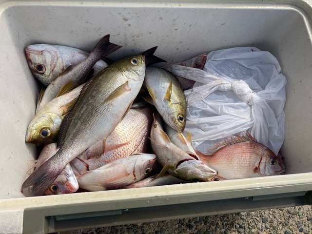 ハナダイ(チダイ)・イサキ