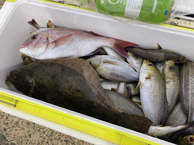 マダイ・イサキ・ヒラメ・ウマヅラ(ウマヅラハギ)