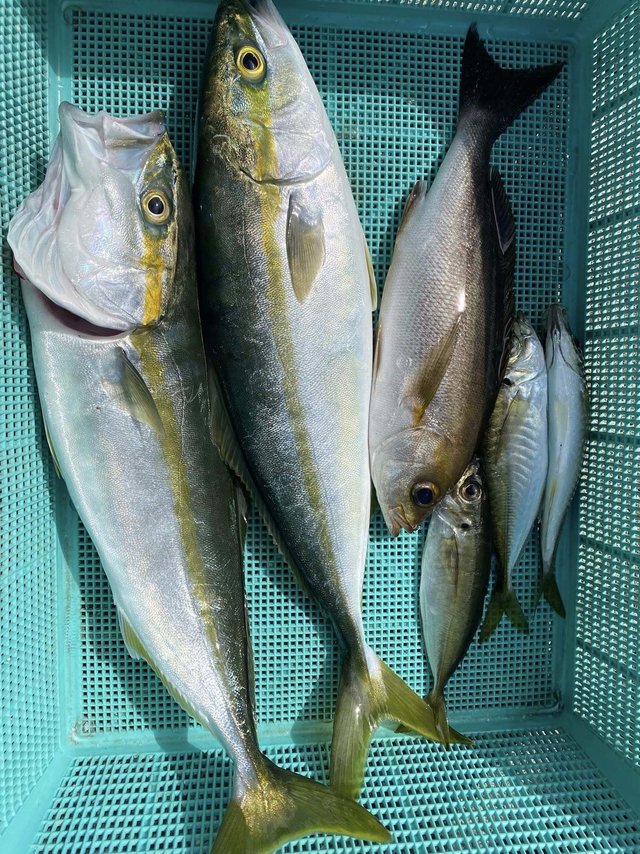 アジ(マアジ)・イナダ(ブリ)・イサキ