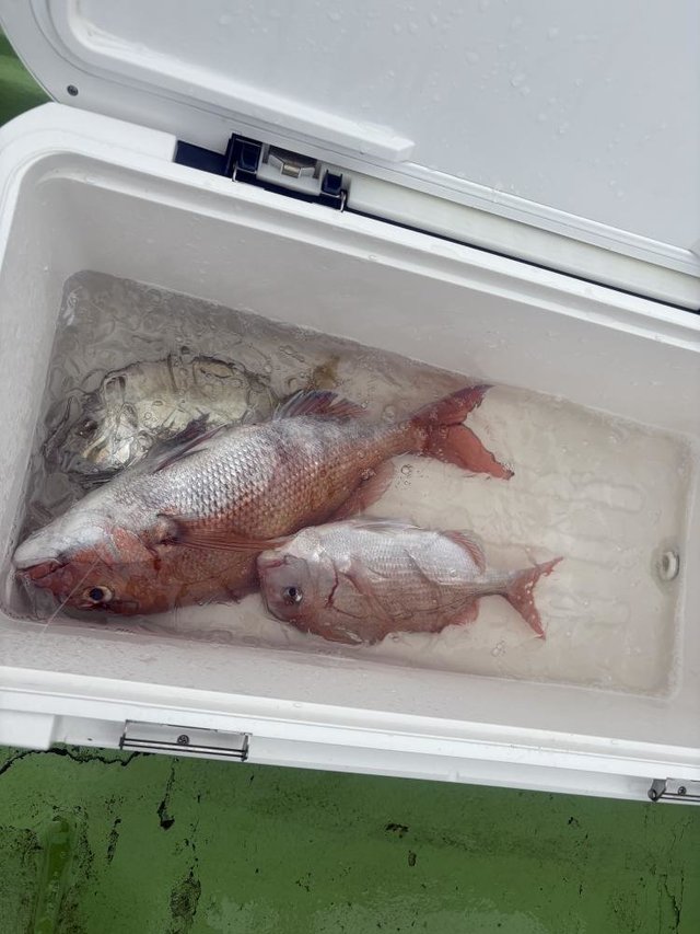 マダイ・カイワリ