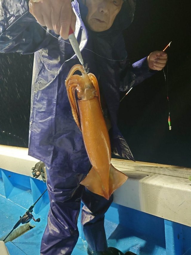 シロイカ(ケンサキイカ)