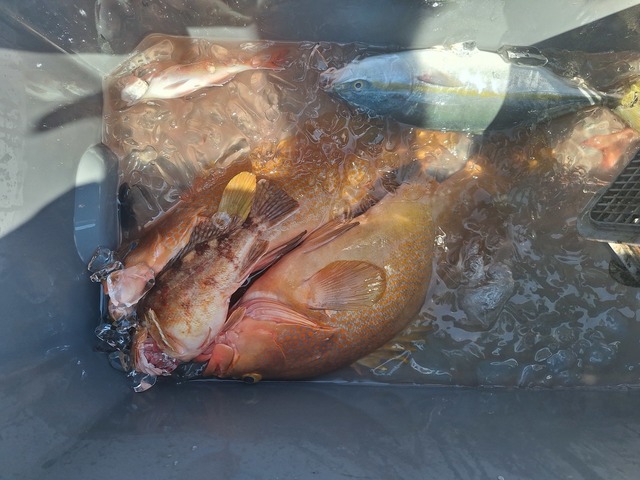 アコウ(キジハタ)