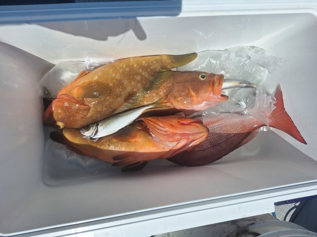 アコウ(キジハタ)