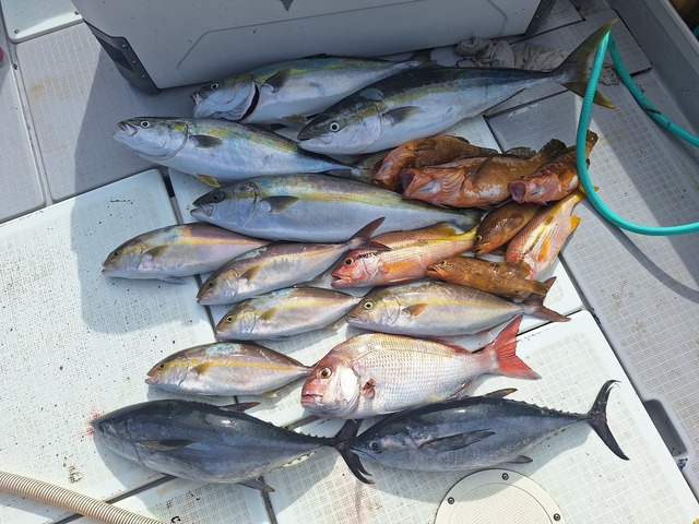 ヒラス(ヒラマサ)