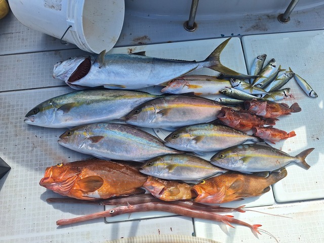 ヒラス(ヒラマサ)