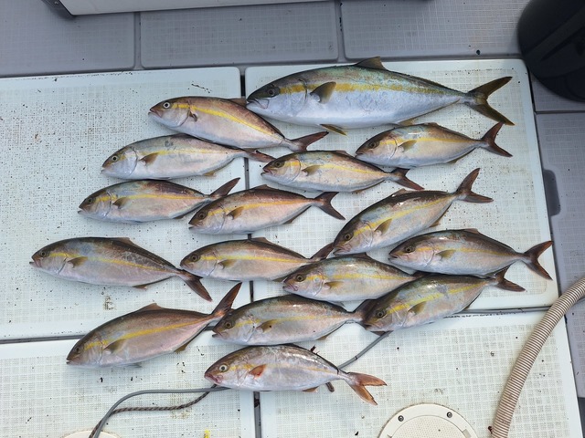 ヒラス(ヒラマサ)