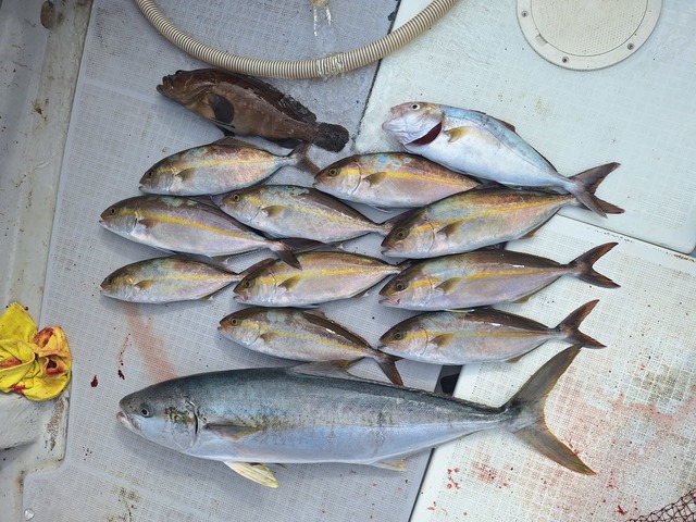 ヒラス(ヒラマサ)