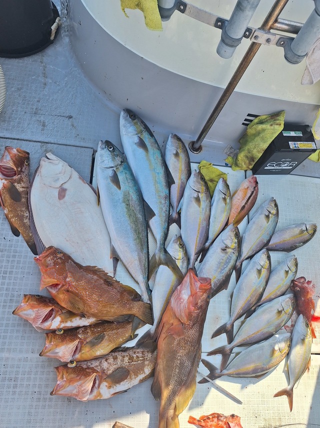 ヒラス(ヒラマサ)