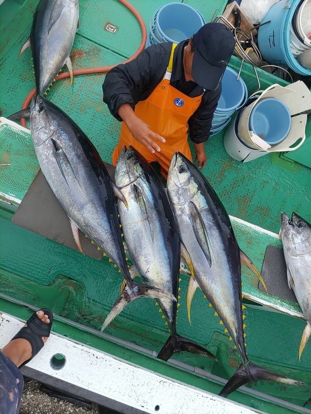 マグロ(キハダ)