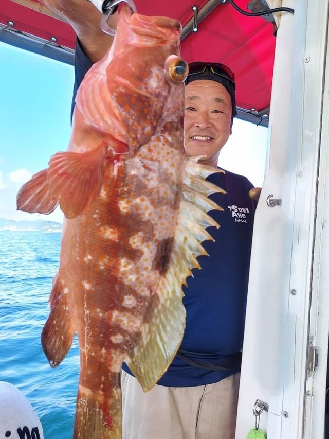 アコウ(キジハタ)