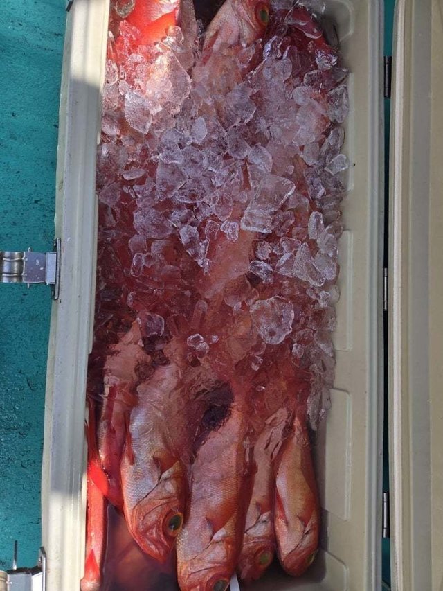 キンメ(キンメダイ)