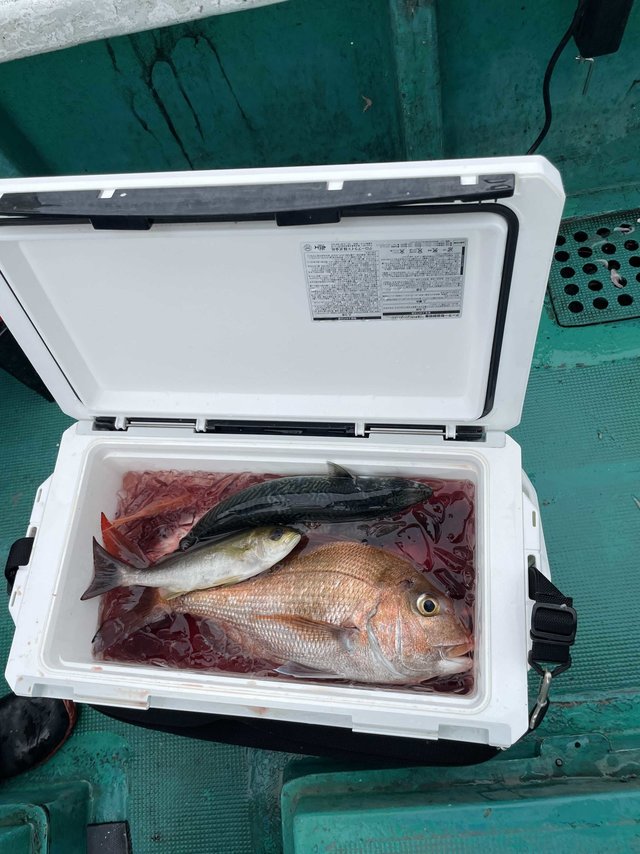 マダイ・イサギ(イサキ)・ガシラ(カサゴ)・サバ(ゴマサバ)