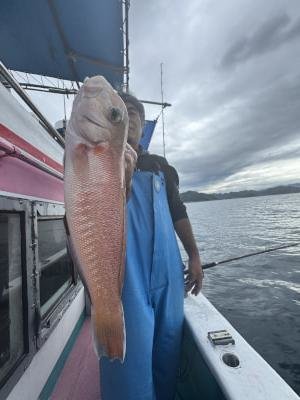 アマダイ(アカアマダイ)