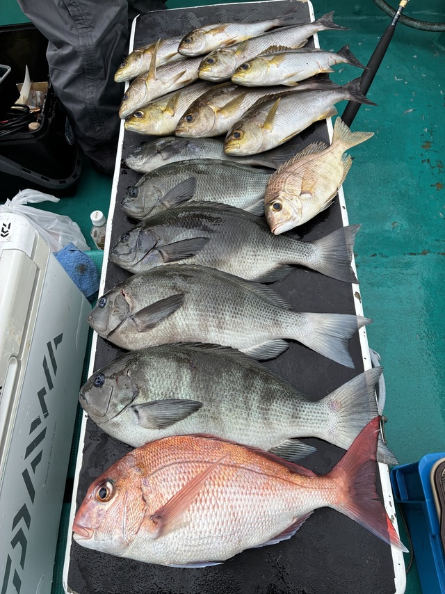 マダイ・グレ(メジナ)・メイチダイ