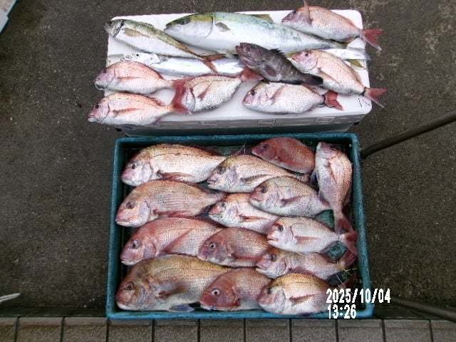 マダイ・ハナダイ(チダイ)・マハタ・ワラサ(ブリ)・タチウオ