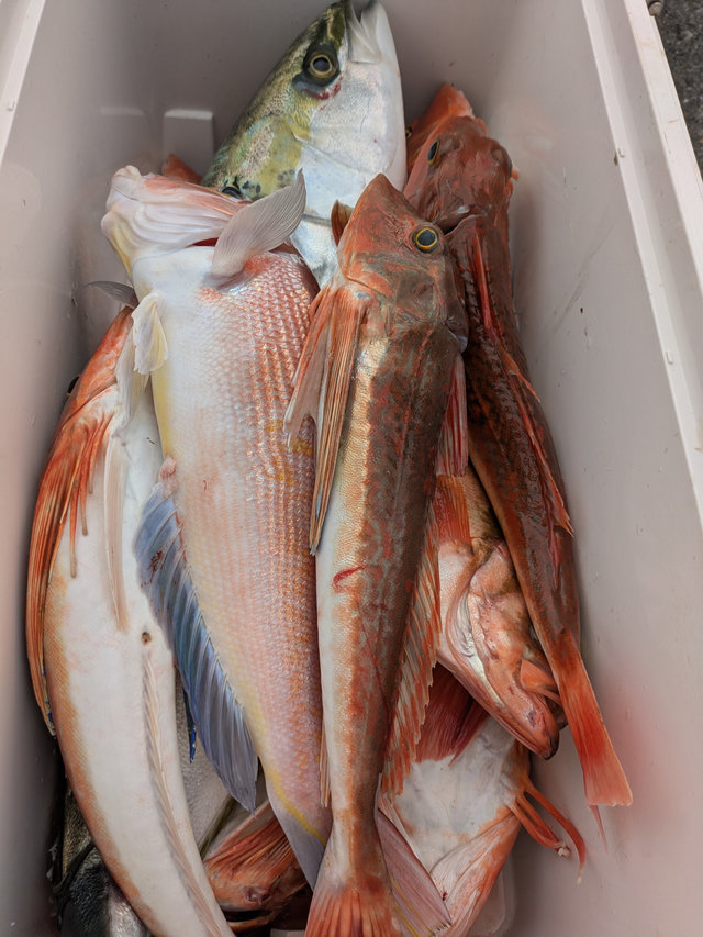 ワラサ(ブリ)・アマダイ(アカアマダイ)・ホウボウ