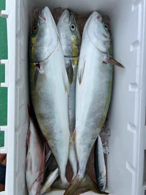 ワラサ(ブリ)・ハマチ(ブリ)