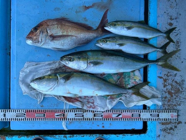 マダイ・ワラサ(ブリ)・ハマチ(ブリ)