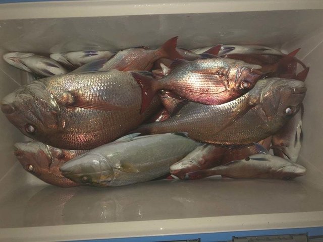 マダイ・カンパチ