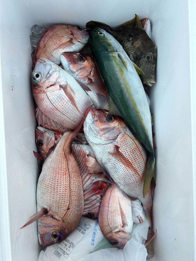 マダイ・ツバス(ブリ)