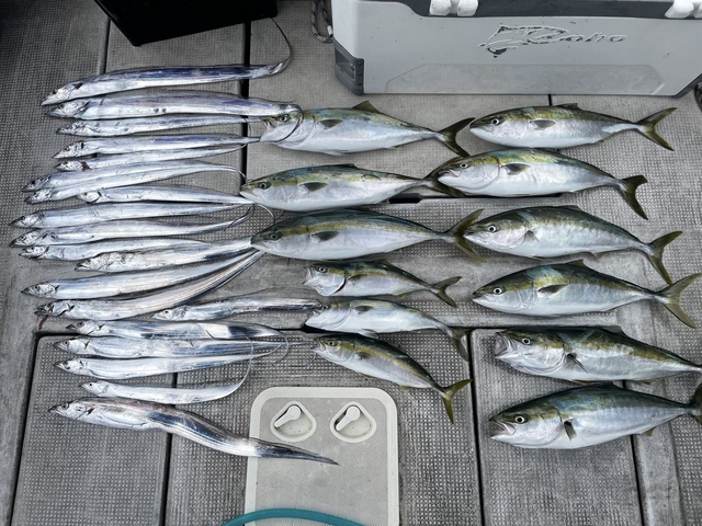 ツバス(ブリ)・メジロ(ブリ)・タチウオ