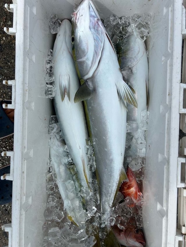 ワラサ(ブリ)・ハマチ(ブリ)・カサゴ