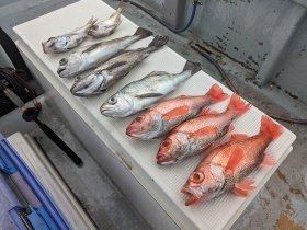 アカムツ・シロムツ(オオメハタ)・メイゴ(クログチ)