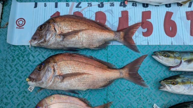 マダイ・ハマチ(ブリ)