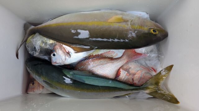 マダイ・ハマチ(ブリ)・カンパチ